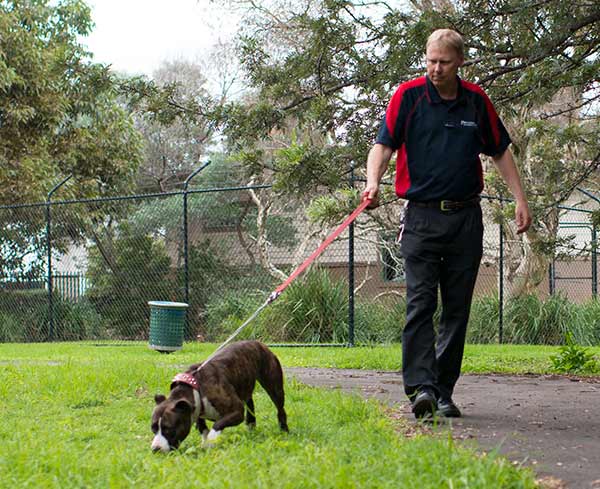Pet Carriers Transit Facility - Walking the Dog Pet Carriers Transit Facility - Walking the Dog
