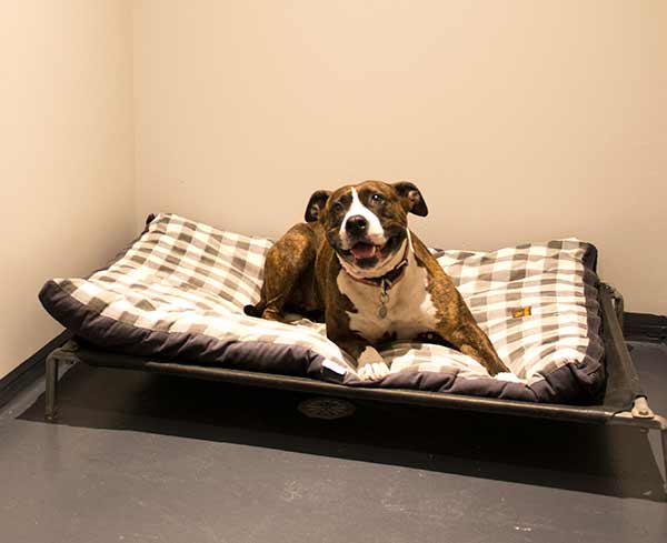 Pet Carriers Transit Facility - Pets Bedding Pet Carriers Transit Facility - Pets Bedding
